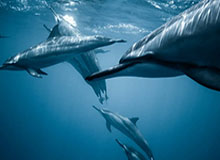 WTT总决赛 孙颖莎伤退蒯曼晋级总决赛女单决赛